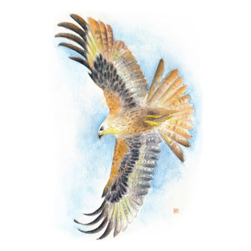 Seven Sirens Studios