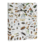 Insects Illustrations by Millot and Larousse Canvas Print Gallery Image 6