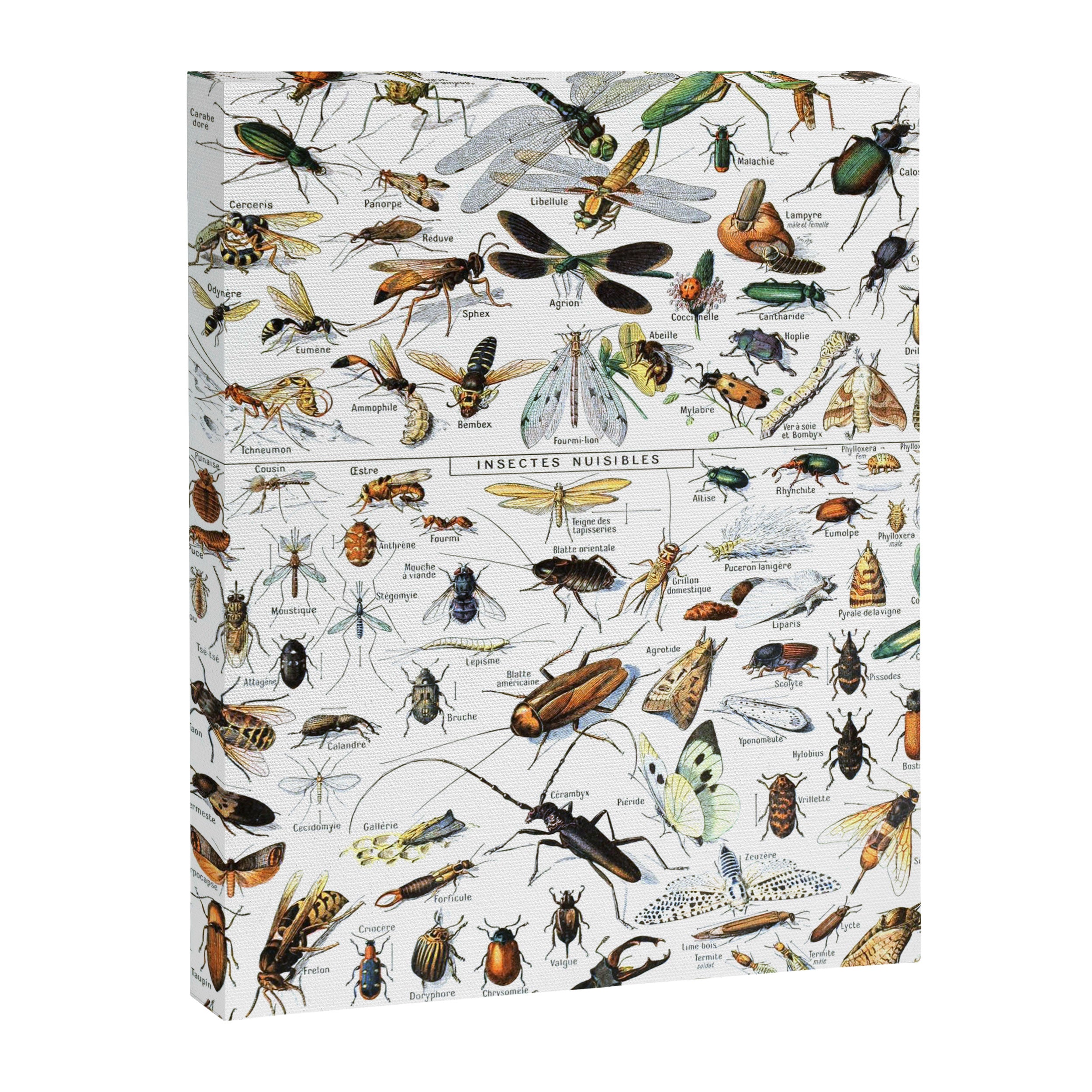 Insects Illustrations by Millot and Larousse Canvas Print Gallery Image 6