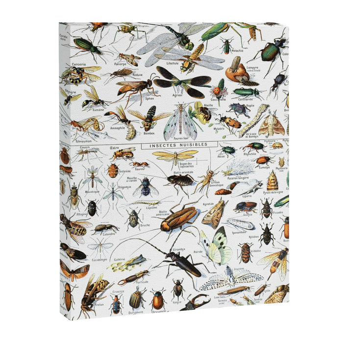 Insects Illustrations by Millot and Larousse Canvas Print Gallery Image 1