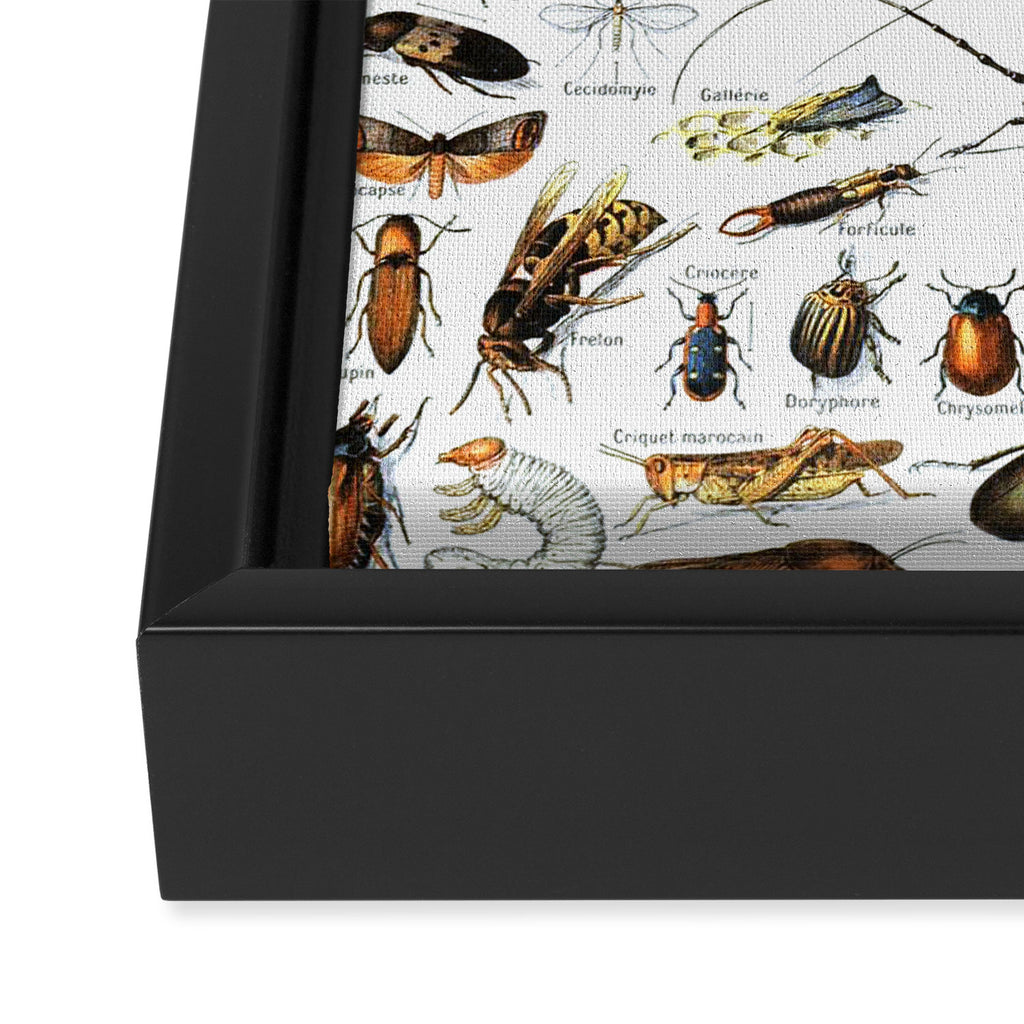 Insects Illustrations by Millot and Larousse Framed Canvas Print Gallery Image 3