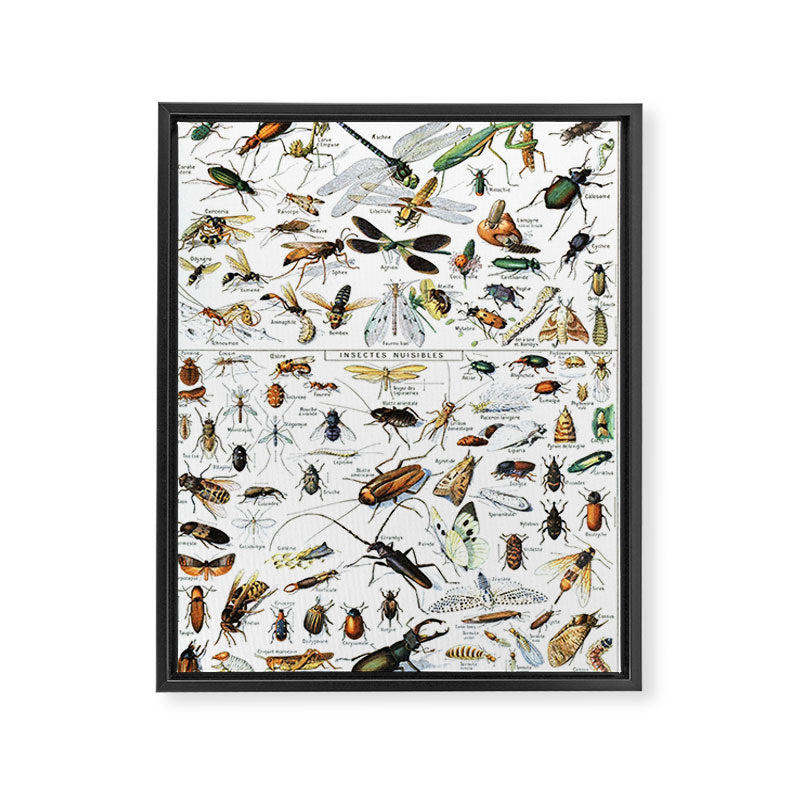 Insects Illustrations by Millot and Larousse Framed Canvas Print Gallery Image 6