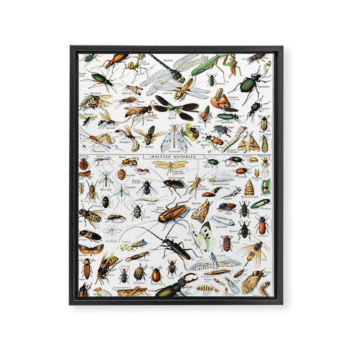 Insects Illustrations by Millot and Larousse Framed Canvas Print Gallery Image 1