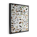 Insects Illustrations by Millot and Larousse Framed Canvas Print Gallery Image 2