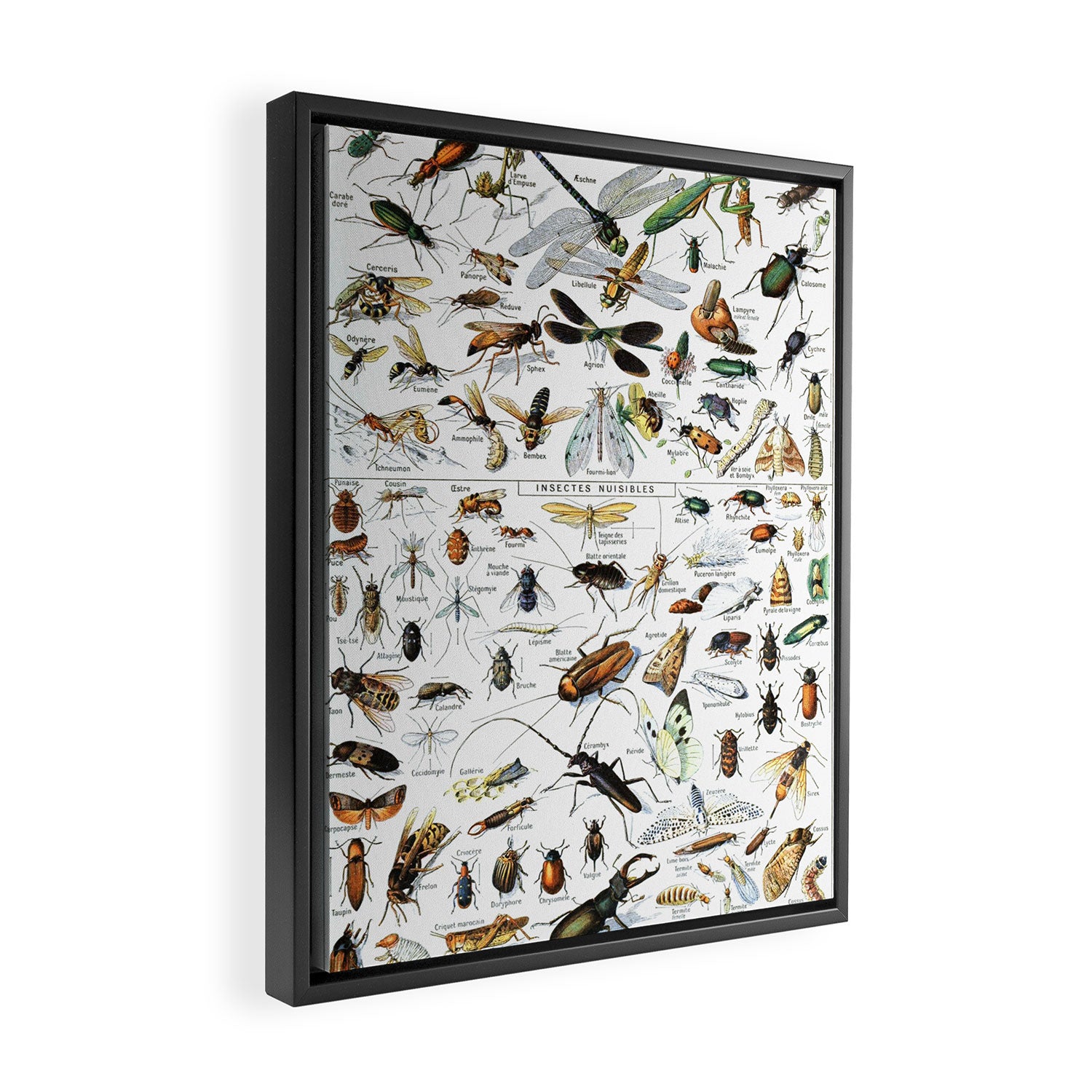 Insects Illustrations by Millot and Larousse Framed Canvas Print Gallery Image 2