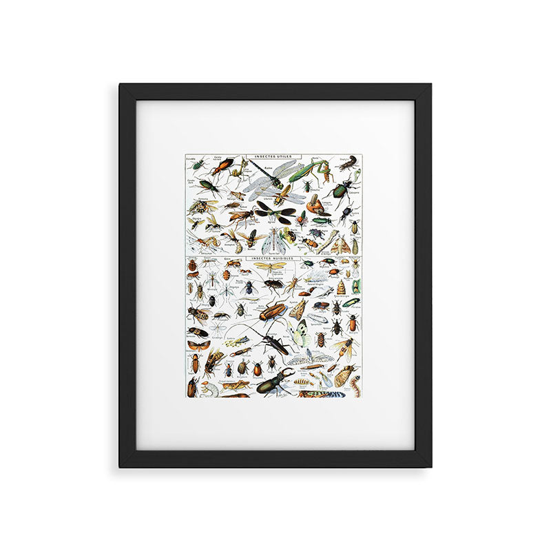 Insects Illustrations by Millot and Larousse Framed Art Print Gallery Image 5