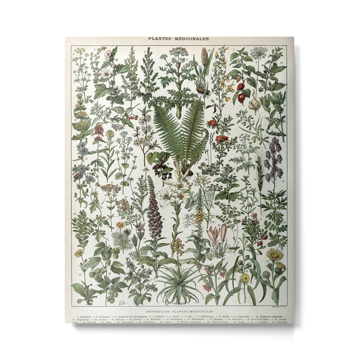 Medicinal PlantsVintage  Illustration Metal Print Gallery Image 1