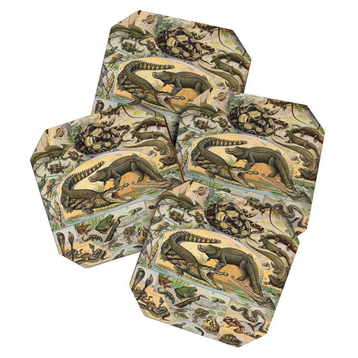 Reptile Illustration - Larousse Coaster Gallery Image 1