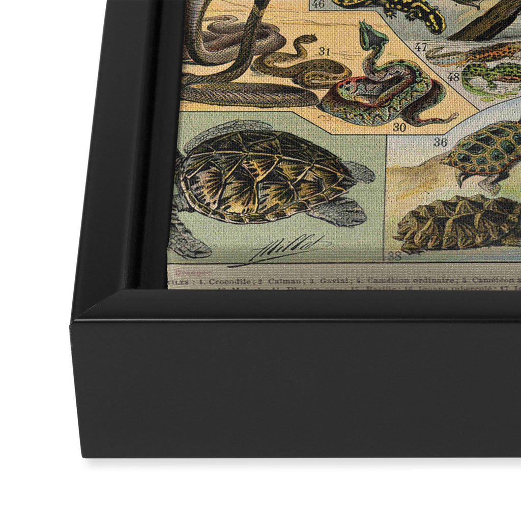 Reptile Illustration - Larousse Framed Canvas Print Gallery Image 3