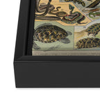 Reptile Illustration - Larousse Framed Canvas Print Gallery Image 3