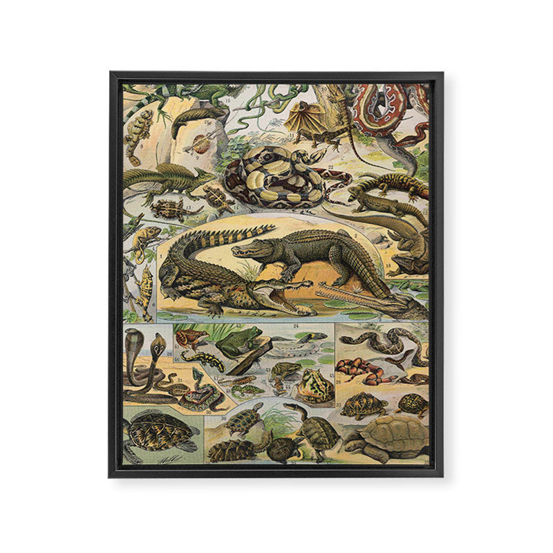 Reptile Illustration - Larousse Framed Canvas Print Gallery Image 6