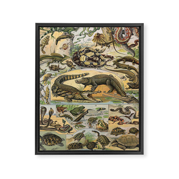 Reptile Illustration - Larousse Framed Canvas Print Gallery Image 1