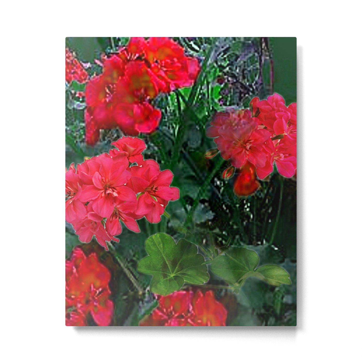 RED GERANIUMS GREEN GARDEN ART Metal Print Gallery Image 6