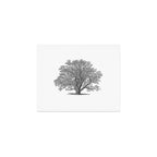 oak tree botanical no2 Art Print Gallery Image 1