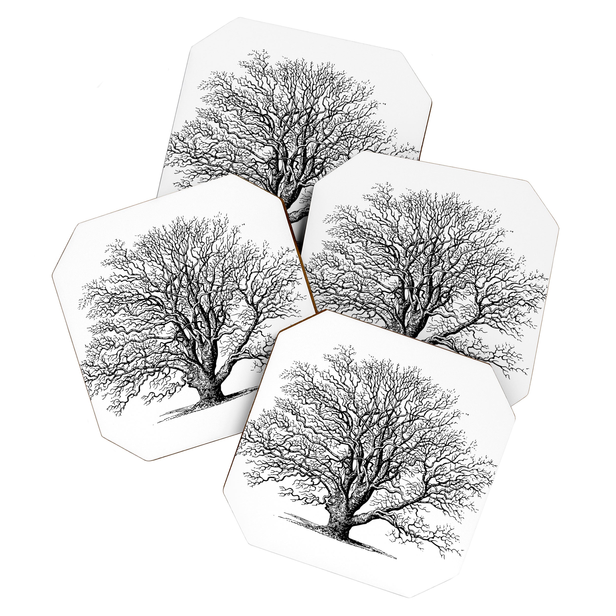 oak tree botanical no2 Coaster Gallery Image 1