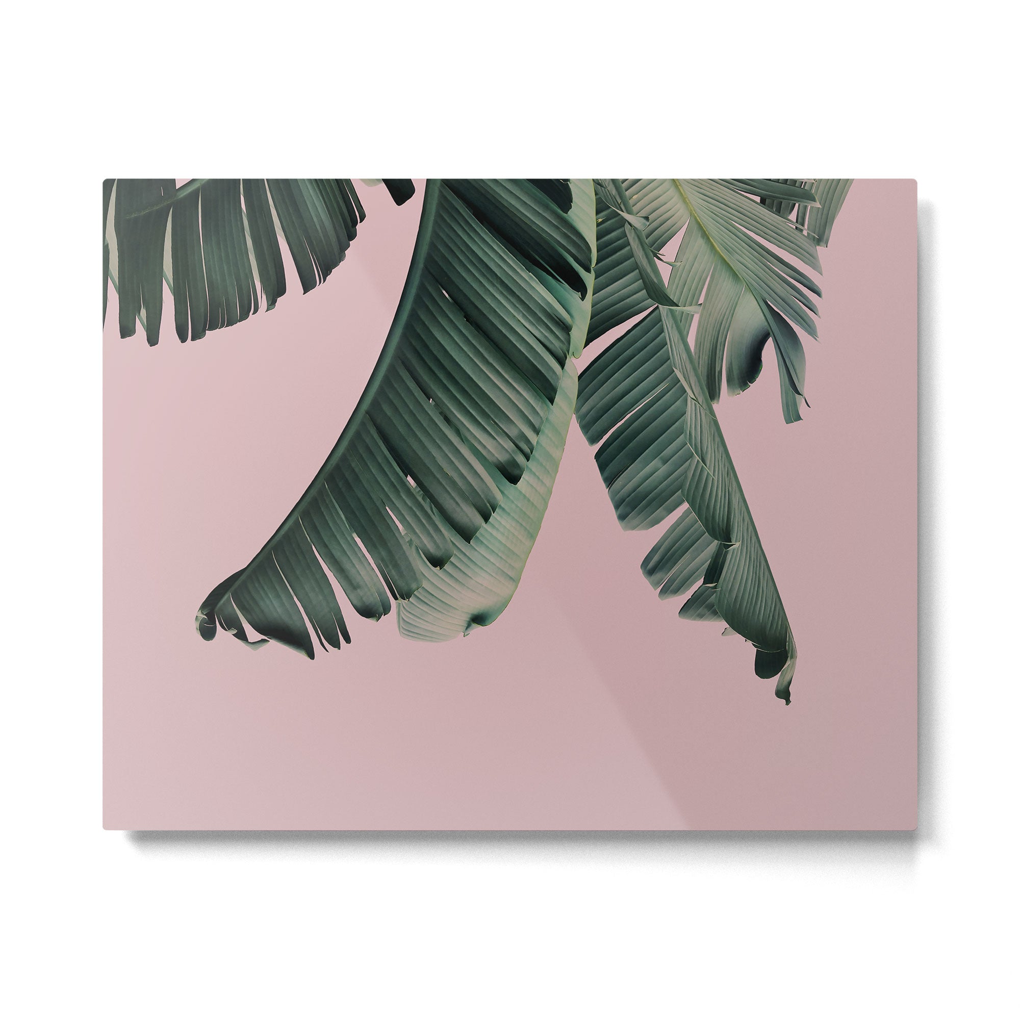Banana Leaf Blush Metal Print Gallery Image 4