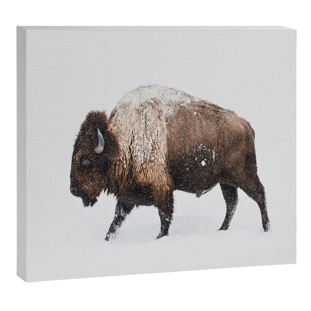 Bison Canvas Print Gallery Image 6