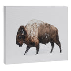 Bison Canvas Print Gallery Image 6