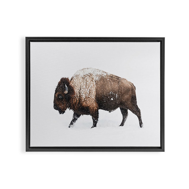 Bison Framed Canvas Print Gallery Image 6