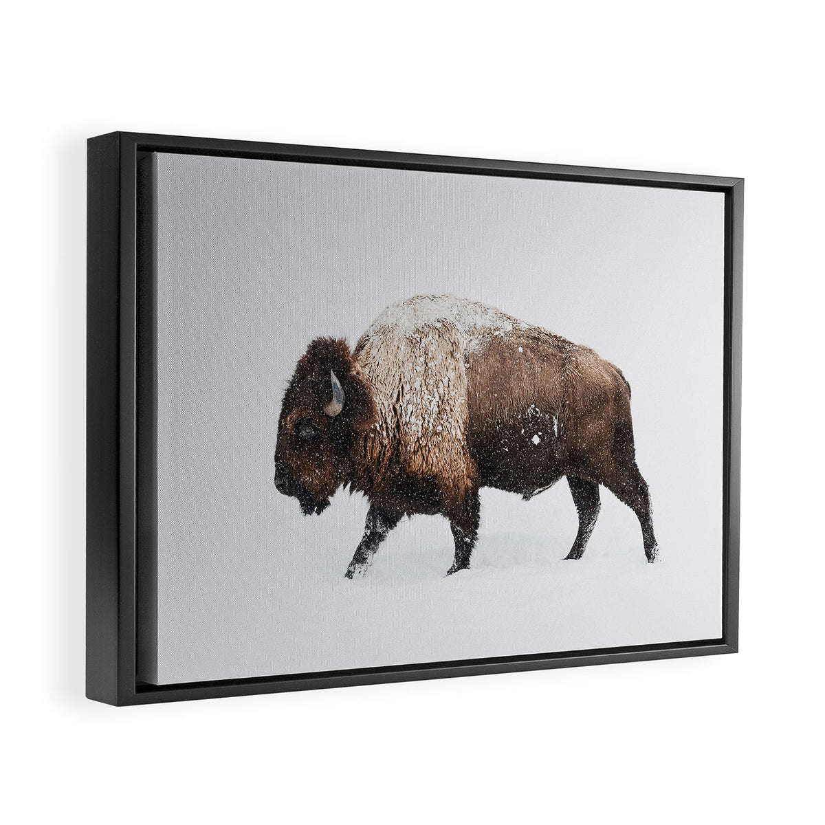 Bison Framed Canvas Print Gallery Image 2