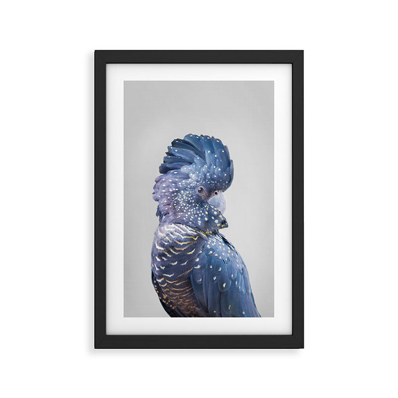 Black Cockatoo Framed Art Print Gallery Image 2