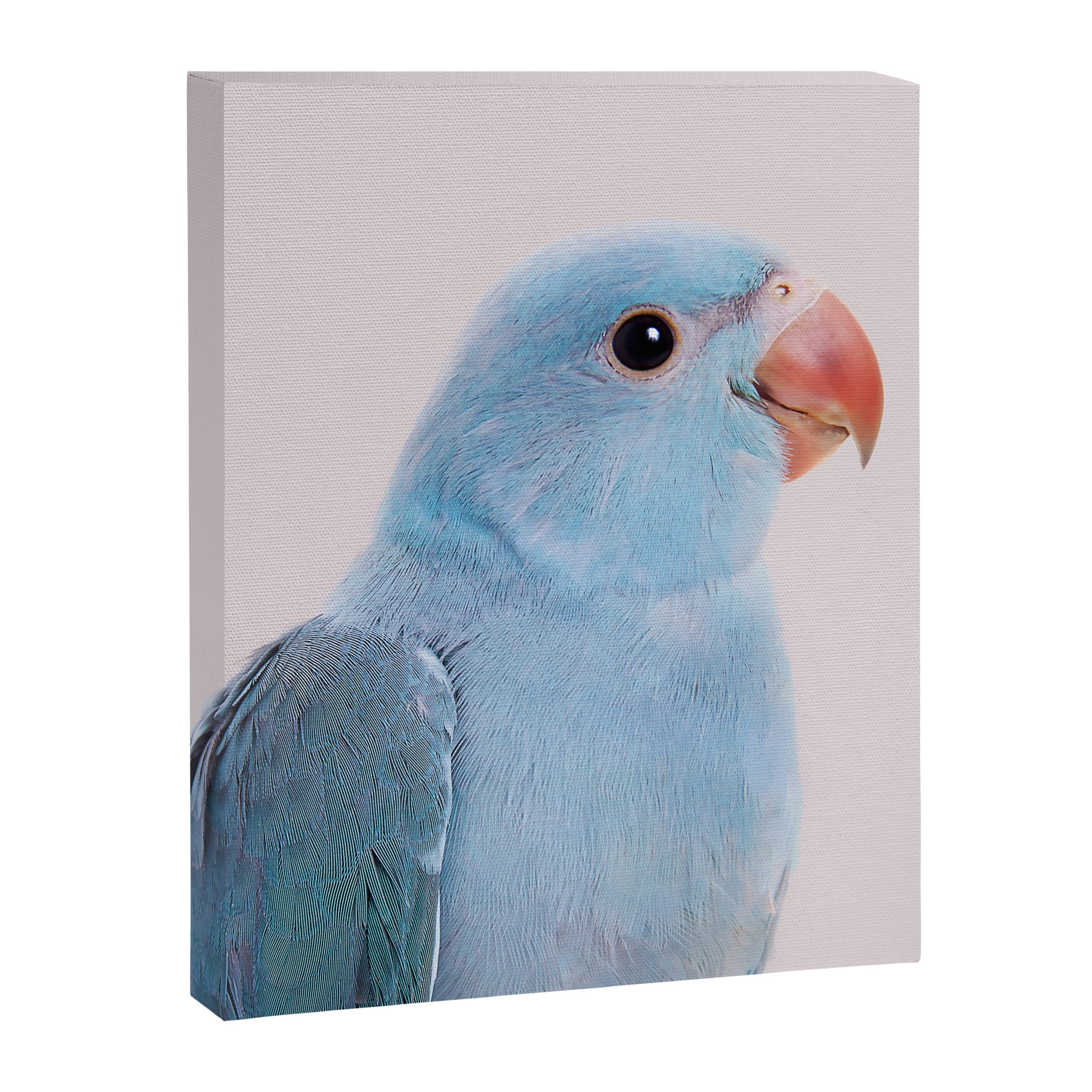 Blue Parrot Canvas Print Gallery Image 6