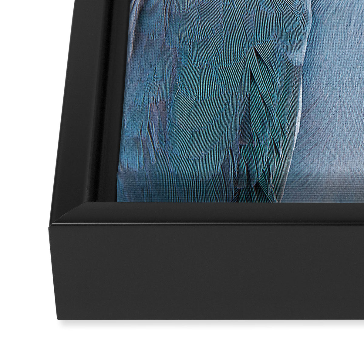 Blue Parrot Framed Canvas Print Gallery Image 3