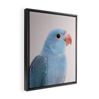 Blue Parrot Framed Canvas Print Gallery Image 2