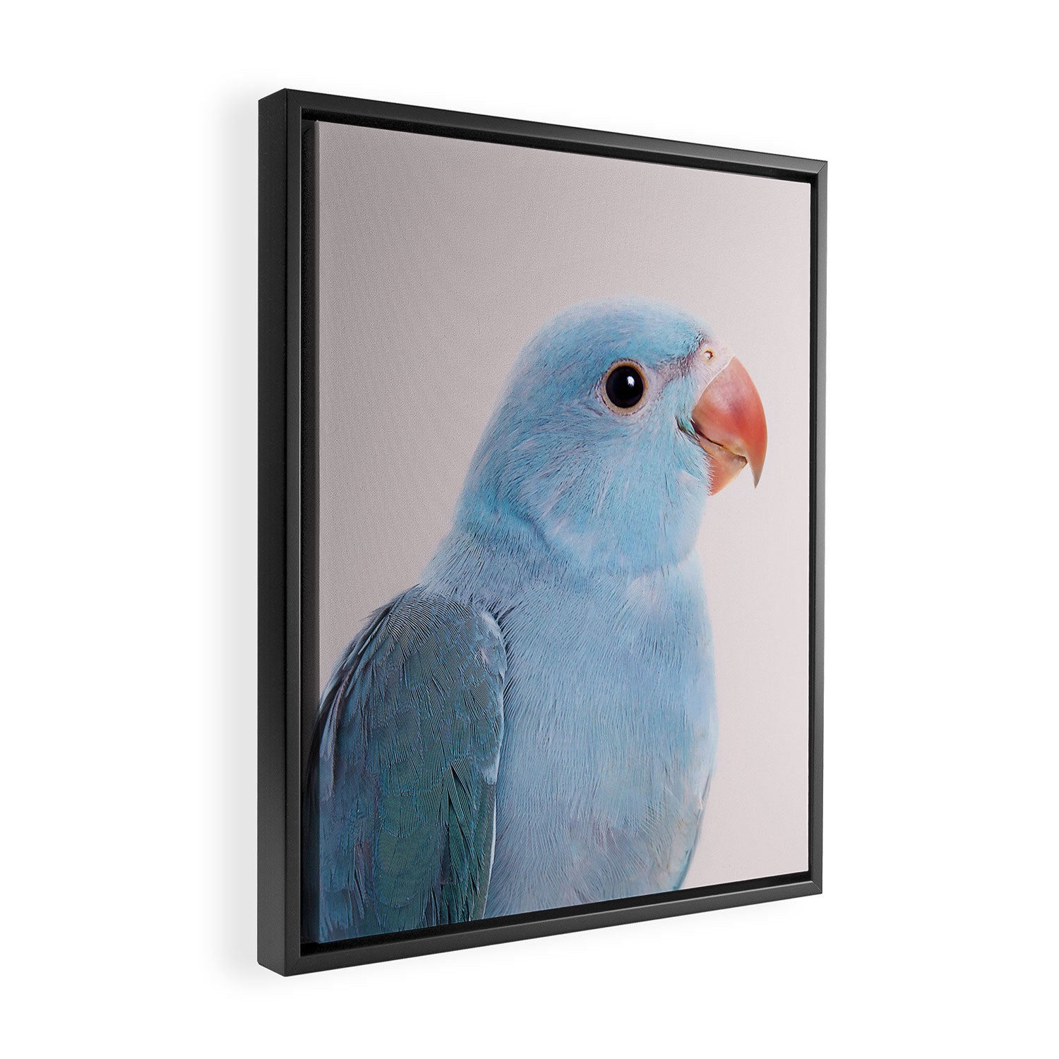 Blue Parrot Framed Canvas Print Gallery Image 2