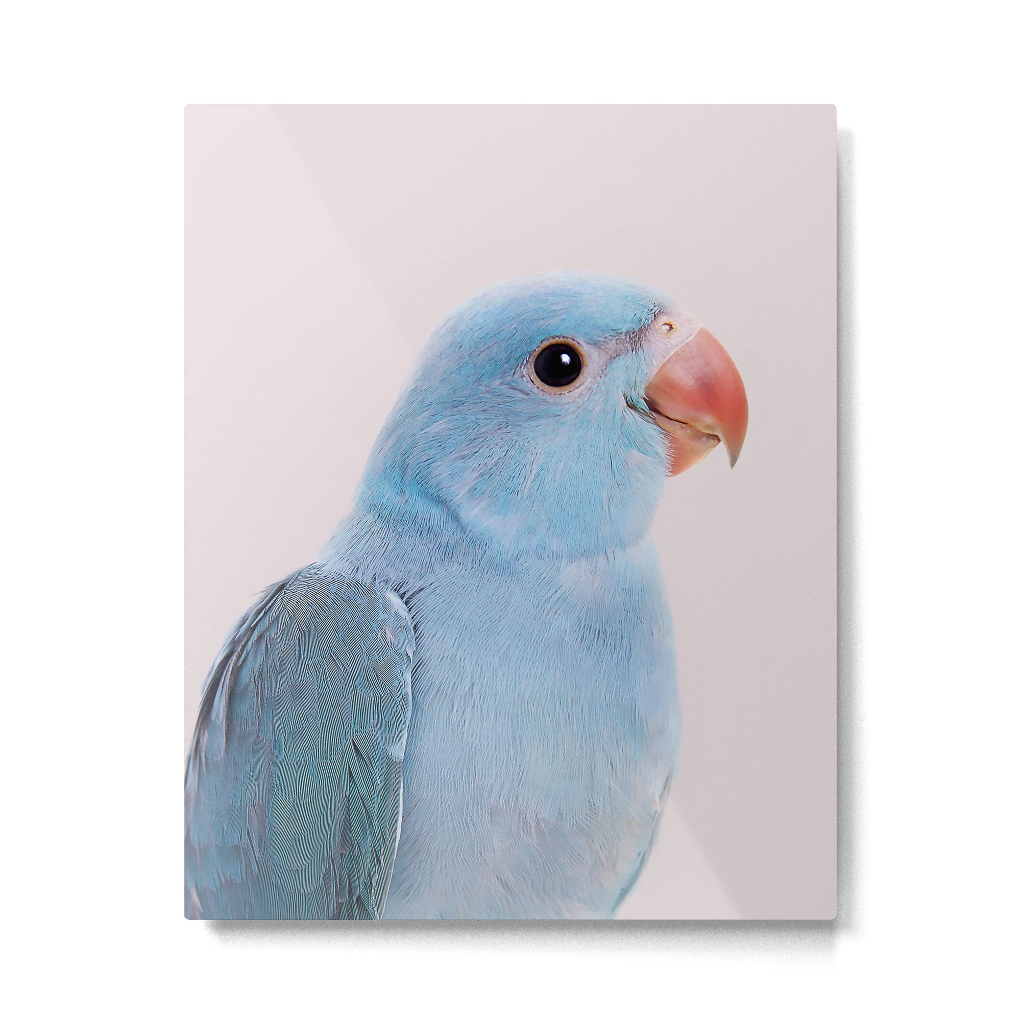 Blue Parrot Metal Print Gallery Image 4