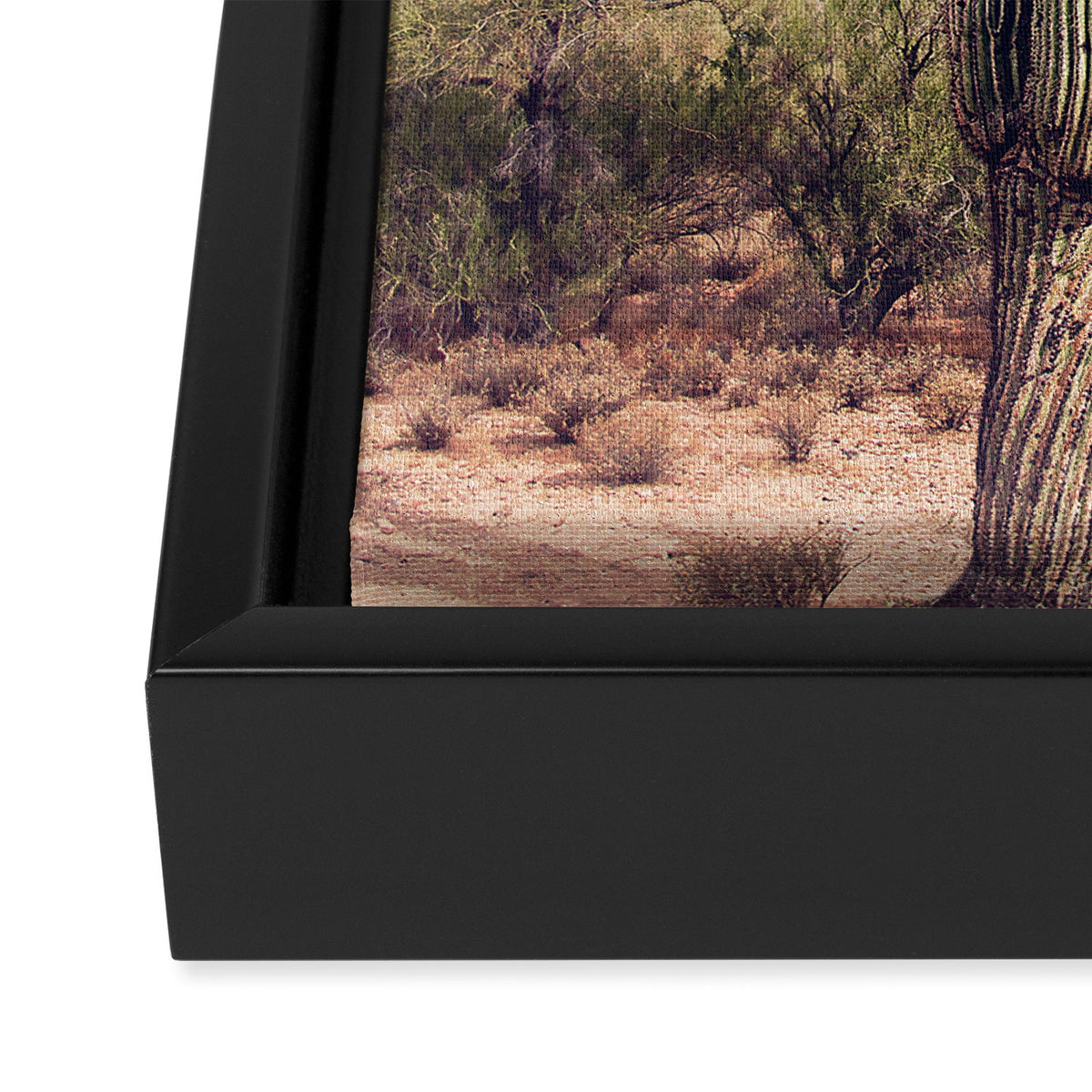 Blush Sky Cactus Framed Canvas Print Gallery Image 3