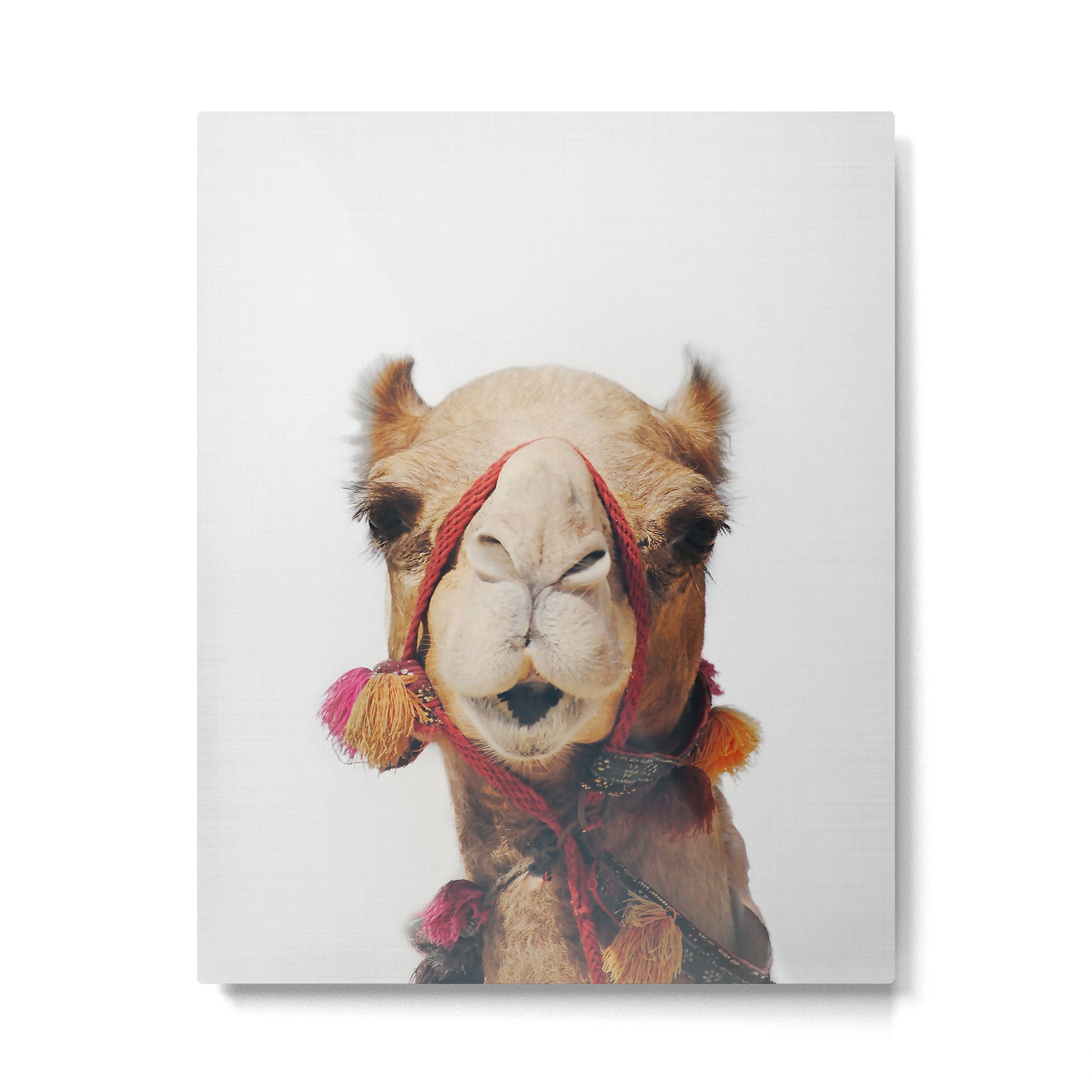 Camel Metal Print Gallery Image 4