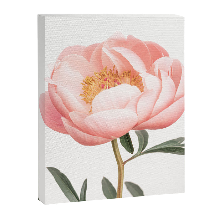 Coral Peony Canvas Print Gallery Image 1