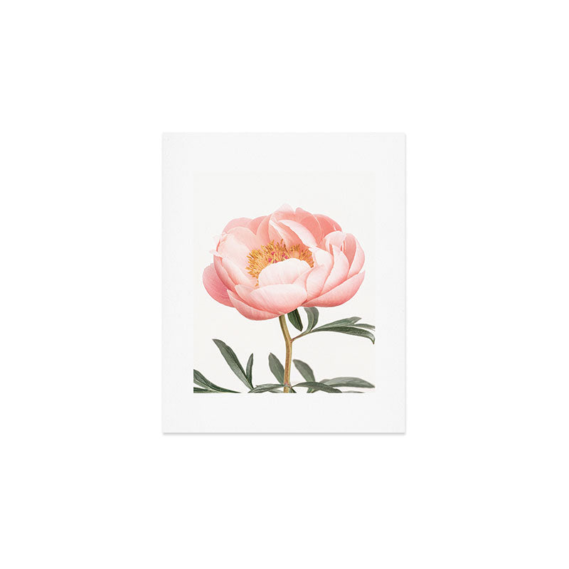 Coral Peony Art Print Gallery Image 1