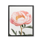 Coral Peony Framed Canvas Print Gallery Image 6