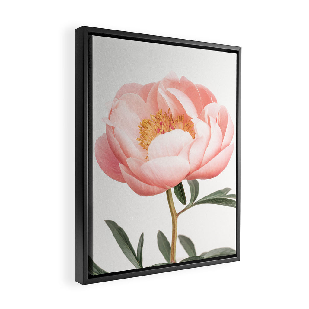 Coral Peony Framed Canvas Print Gallery Image 2