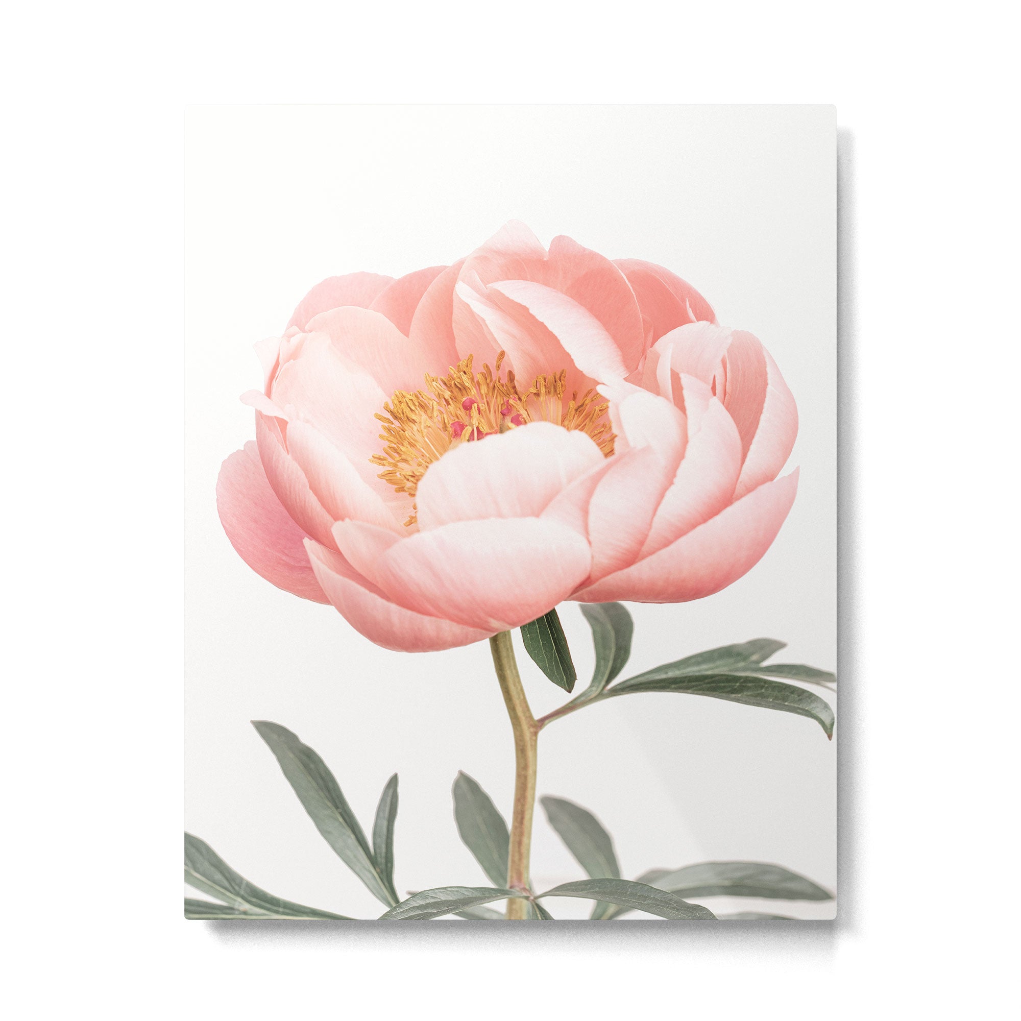 Coral Peony Metal Print Gallery Image 4