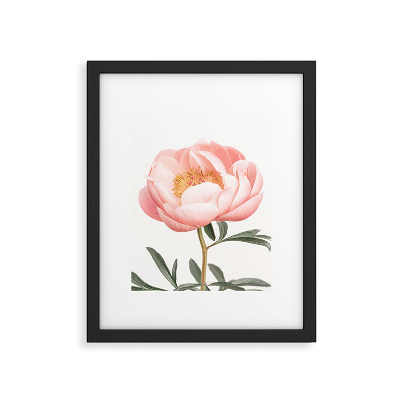 Coral Peony Framed Art Print Gallery Image 4