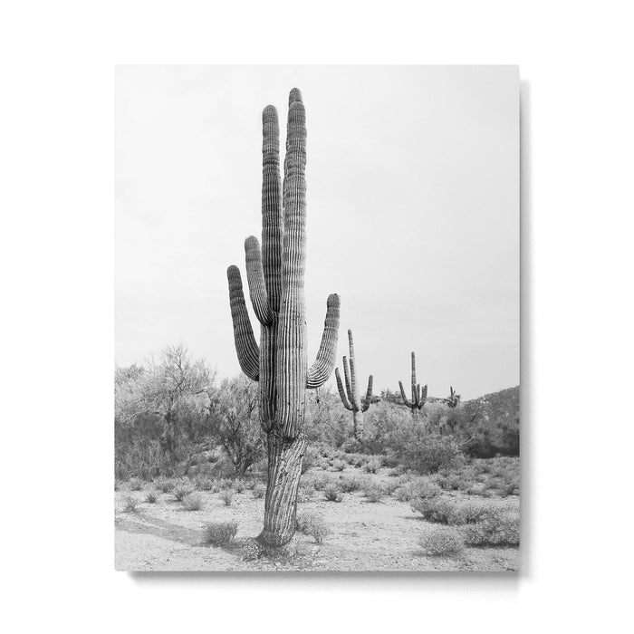 Desert Cactus BW Metal Print Gallery Image 1
