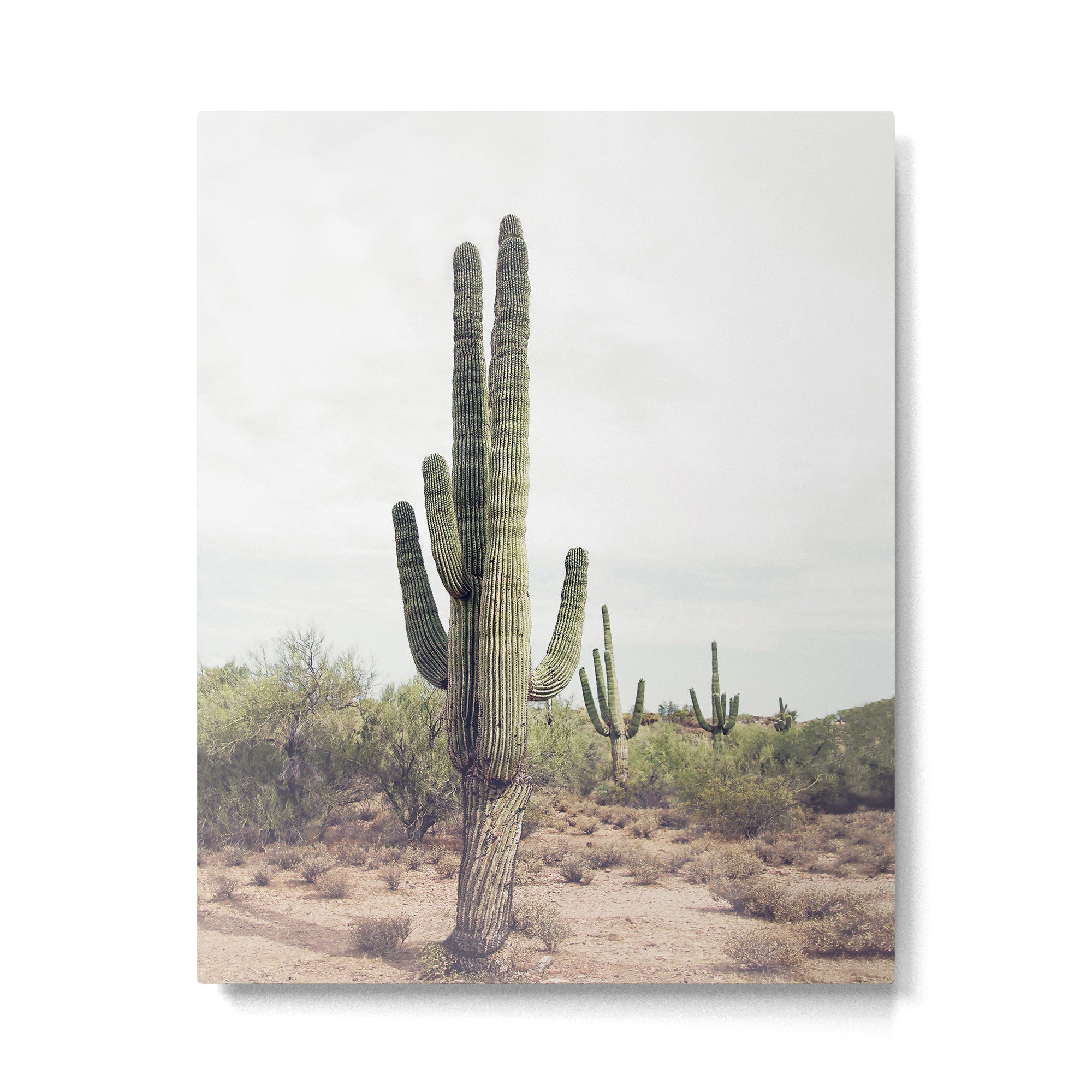 Desert Cactus Metal Print Gallery Image 4