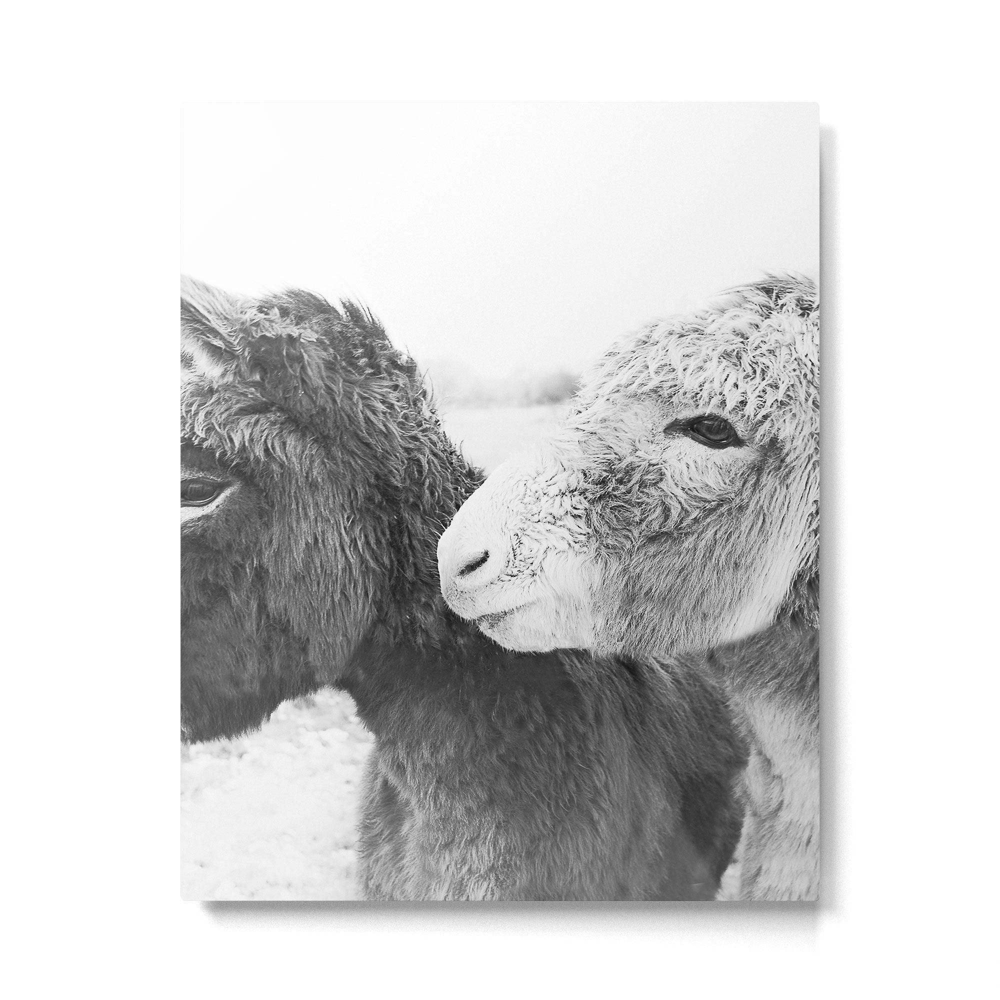 Donkey Love Metal Print Gallery Image 4
