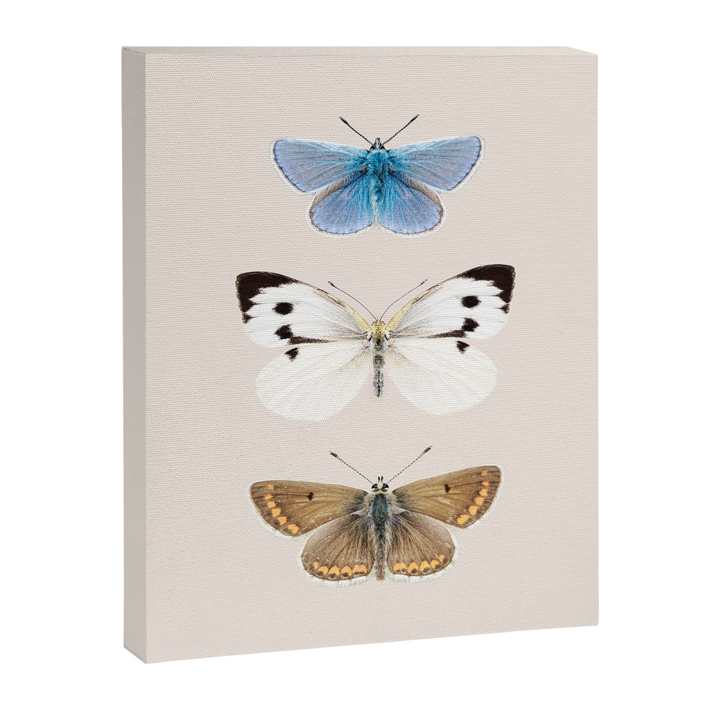 English Butterflies Canvas Print Gallery Image 6