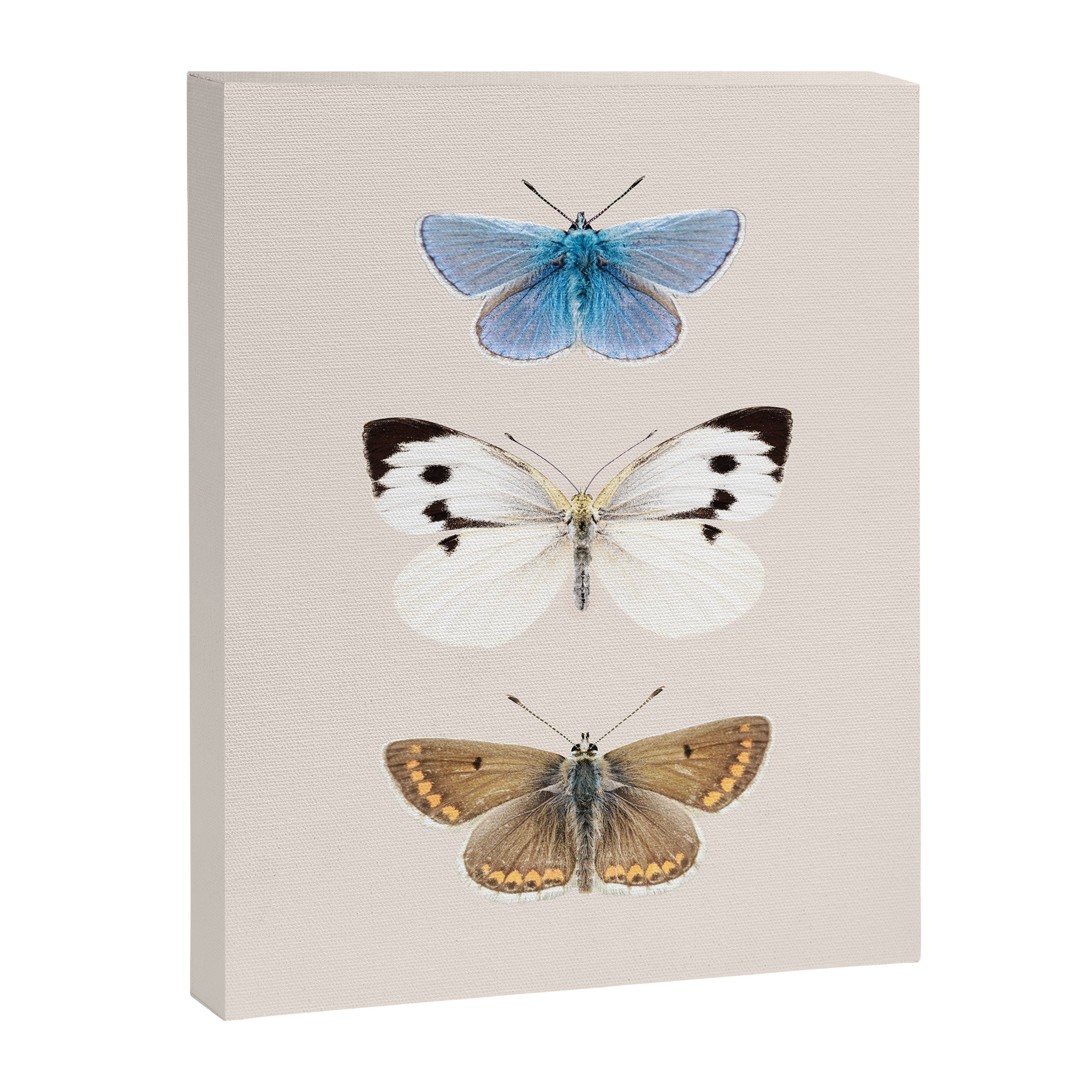 English Butterflies Canvas Print Gallery Image 6