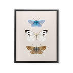 English Butterflies Framed Canvas Print Gallery Image 3