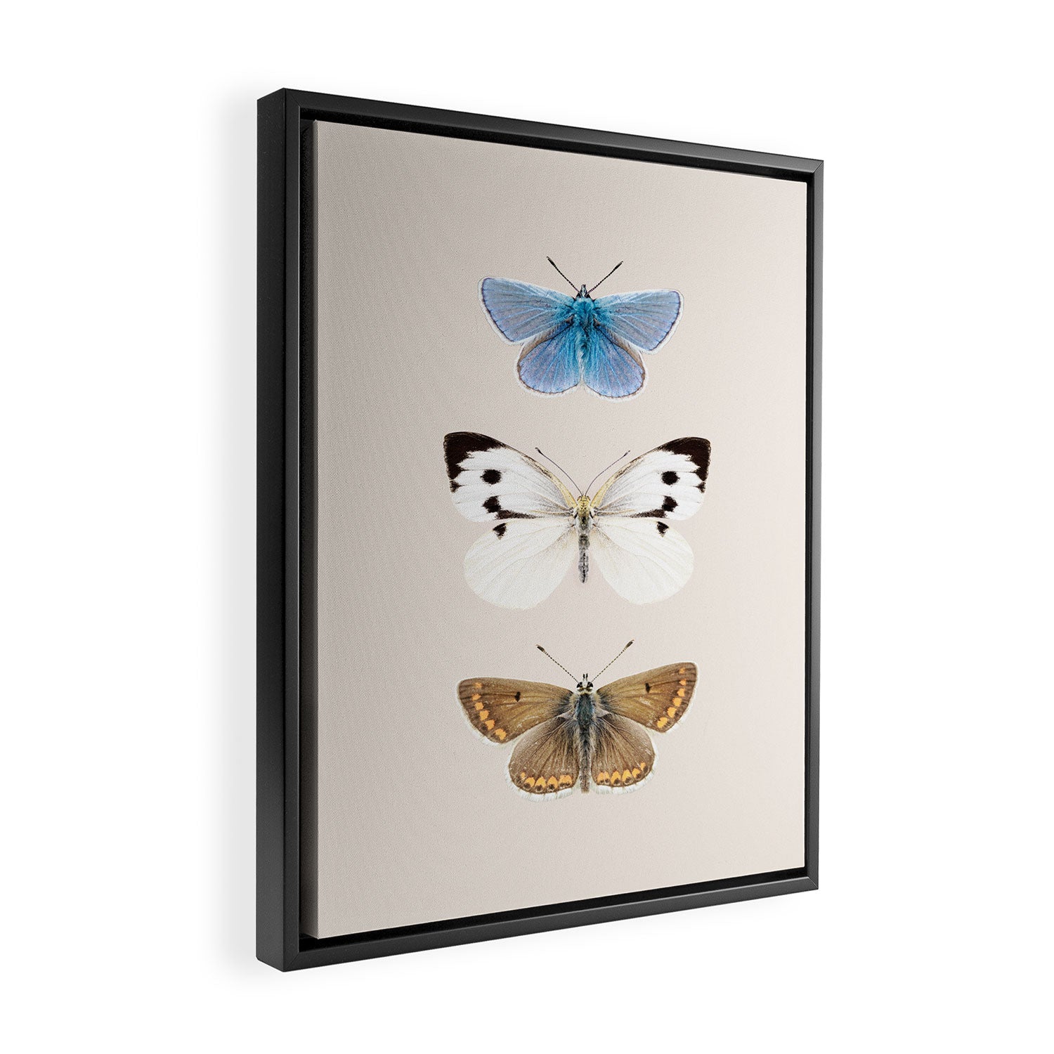 English Butterflies Framed Canvas Print Gallery Image 2