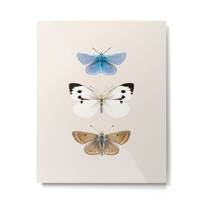 English Butterflies Metal Print Gallery Image 1