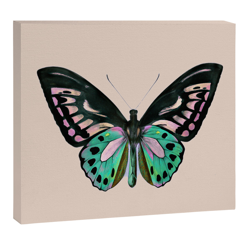 Funky Butterfly Canvas Print Gallery Image 6