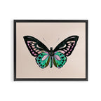 Funky Butterfly Framed Canvas Print Gallery Image 6