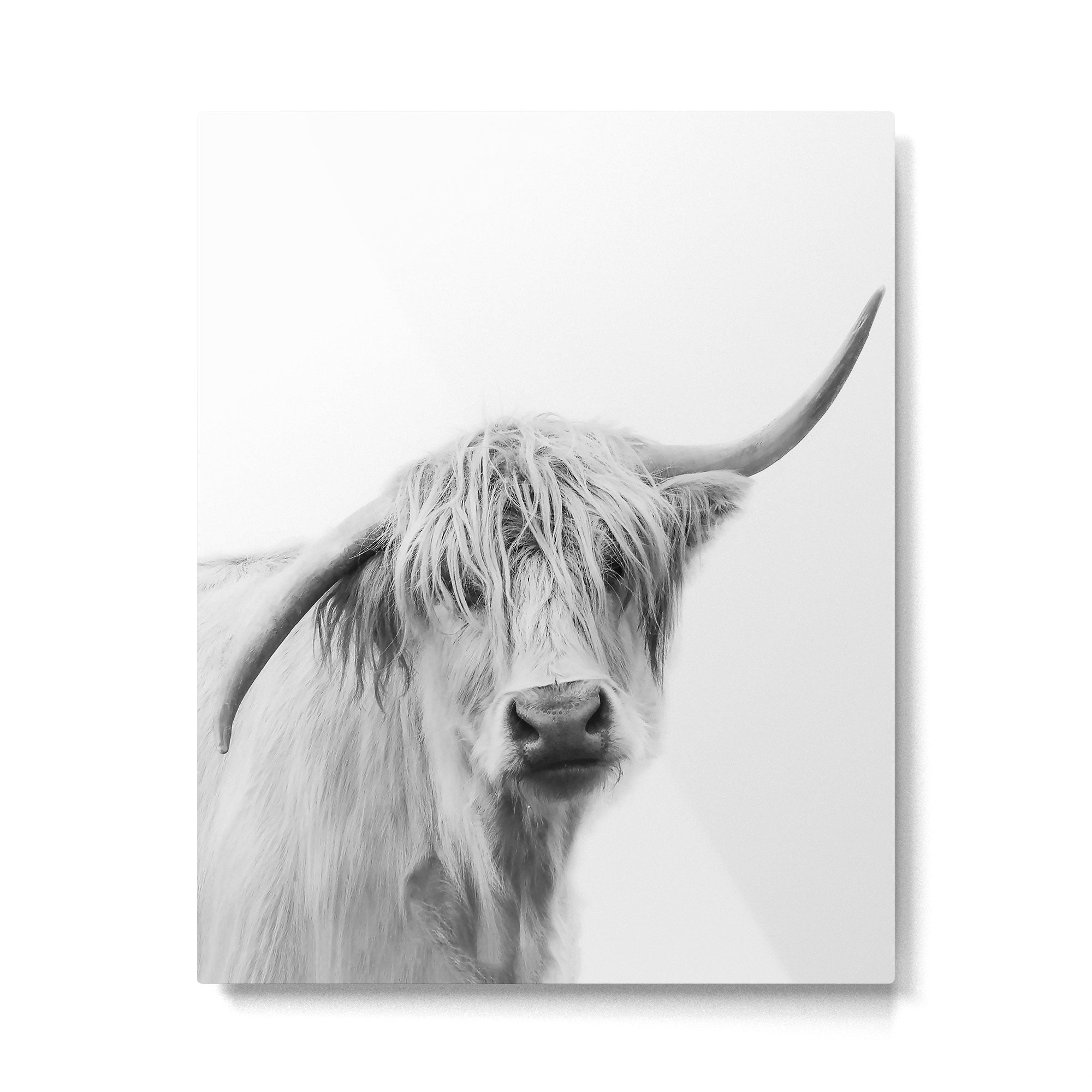 Hey Cow Metal Print Gallery Image 4