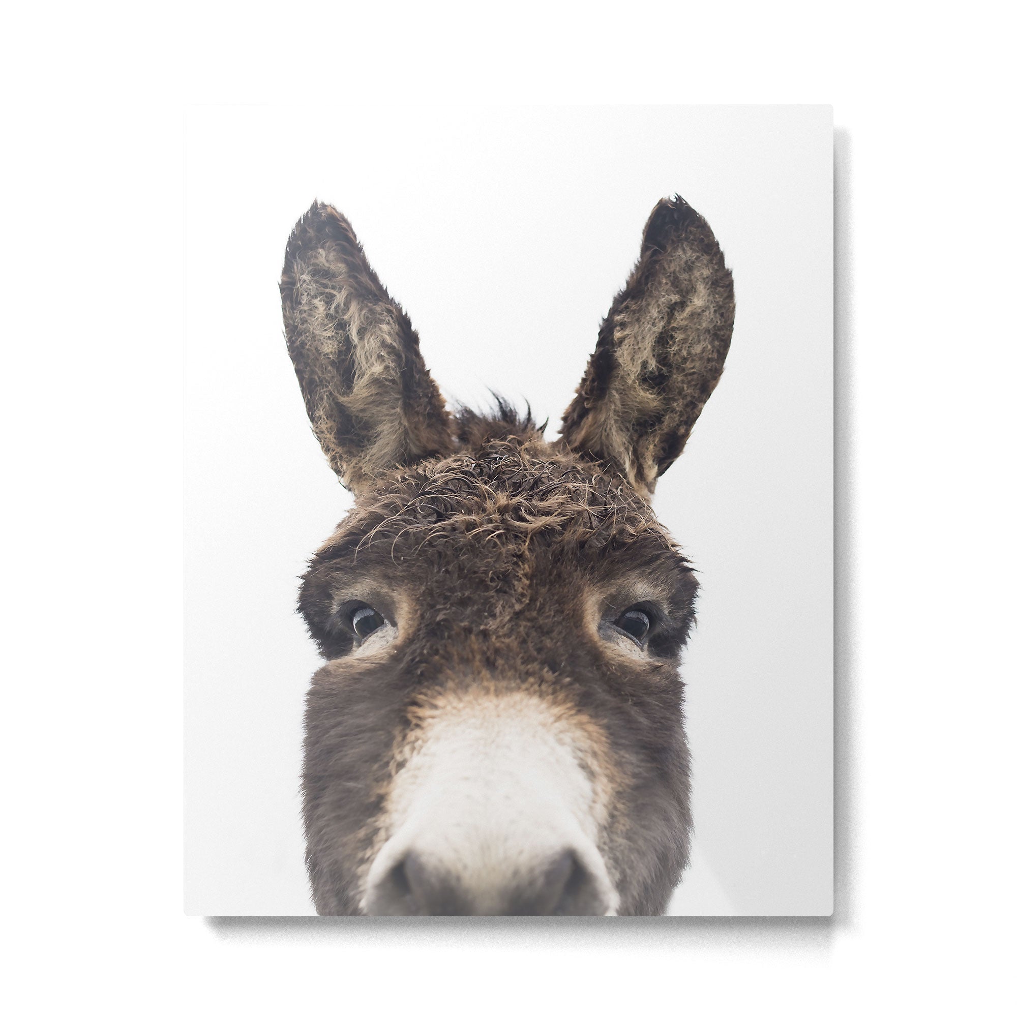 Hey Donkey Metal Print Gallery Image 4